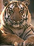tiger_in